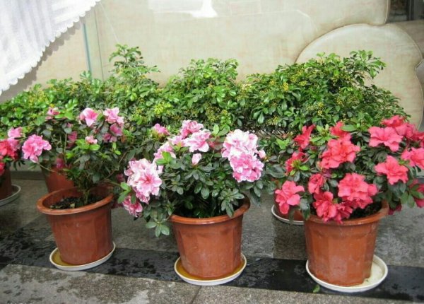 夏天怎样养杜鹃花