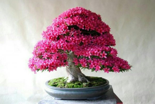 夏天怎样养杜鹃花