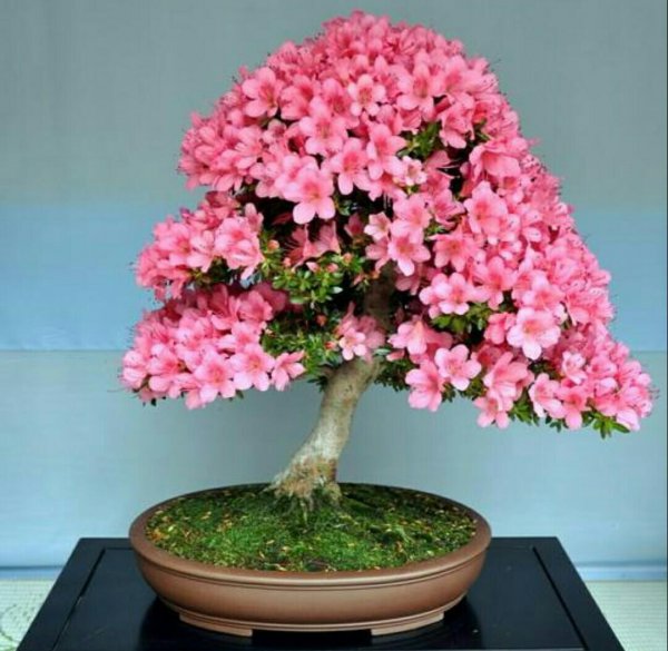 夏天怎样养杜鹃花