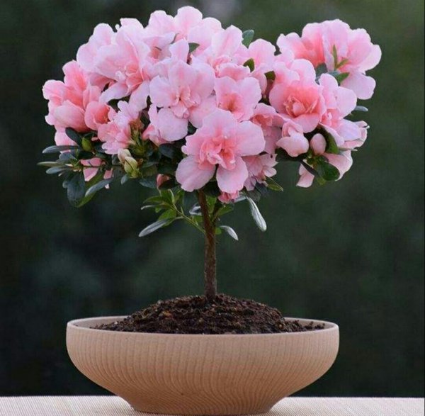 夏天怎样养杜鹃花