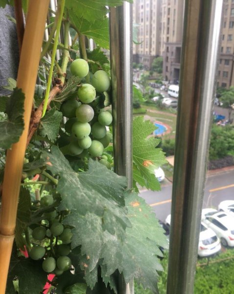 盆栽葡萄怎么剪枝图解