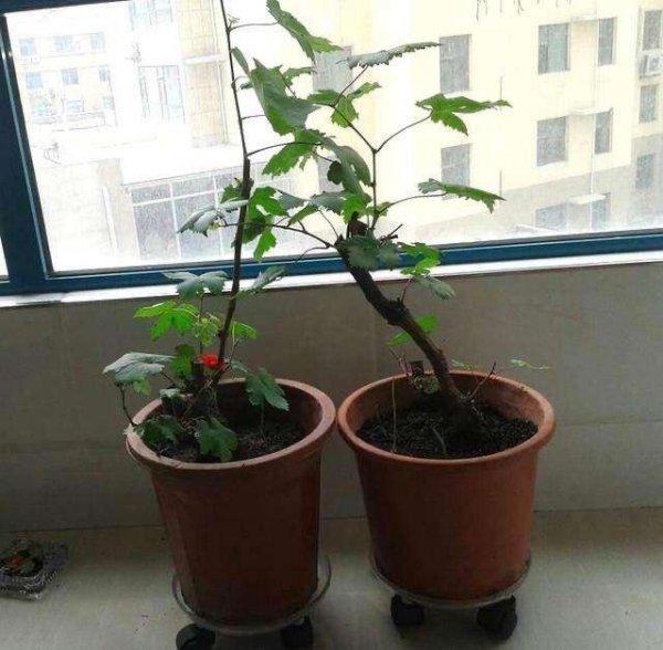 盆栽葡萄怎么剪枝图解