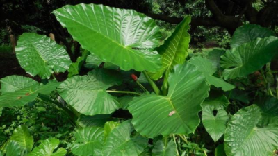 滴水观音盆景怎么养好 种植滴水观音注意事项
