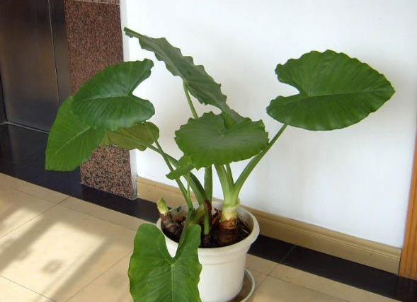 滴水观音盆景怎么养好