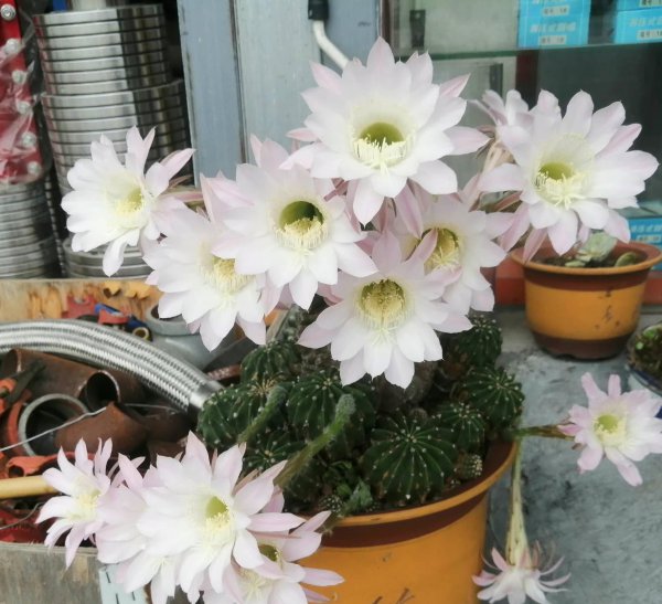 室内盆栽花卉大全