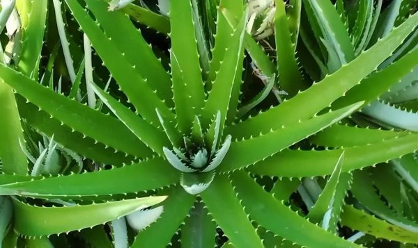 室内盆栽花卉大全