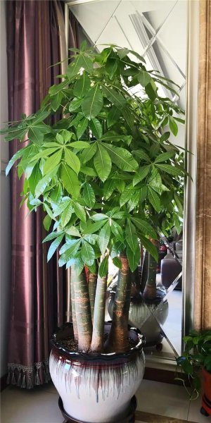 室内盆栽花卉大全