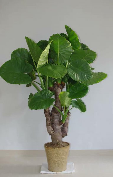 室内盆栽花卉大全