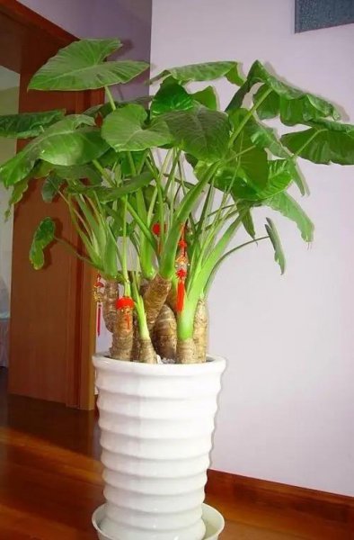 室内盆栽花卉大全