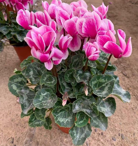 室内盆栽花卉大全