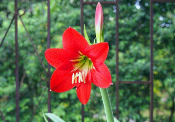 朱顶红花语传说是什么