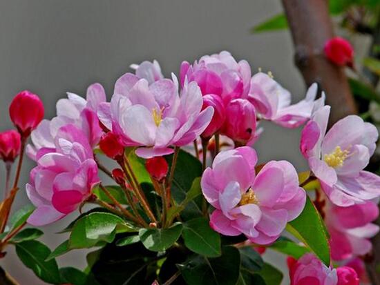 海棠花语是什么意思
