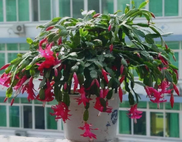 蟹爪兰秋季怎样养护