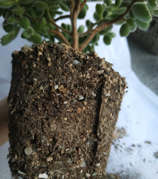 熊童子用什么土种比较好