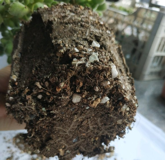 熊童子用什么土种比较好