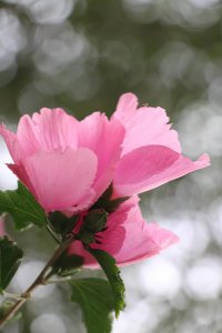 木槿象征着什么意思 木槿的寓意和花语