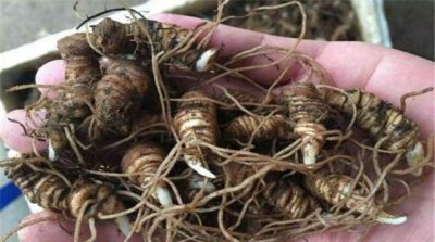 盆栽重楼的种植方法 重楼栽培技术和管理