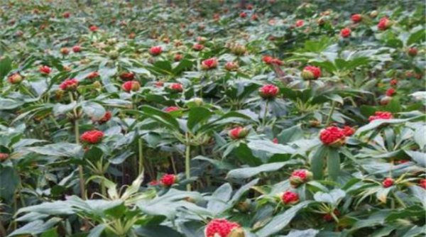盆栽重楼的种植方法