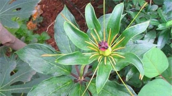 盆栽重楼的种植方法