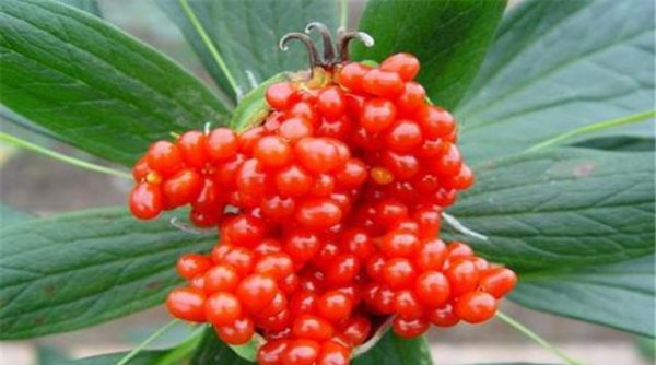 盆栽重楼的种植方法