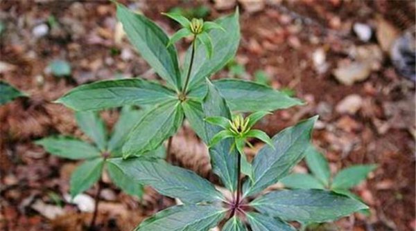 盆栽重楼的种植方法
