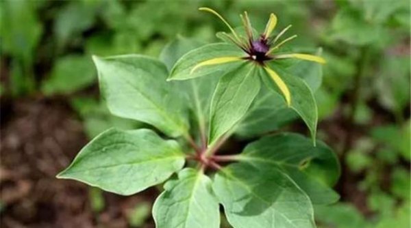 盆栽重楼的种植方法