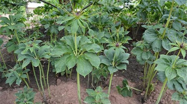 盆栽重楼的种植方法