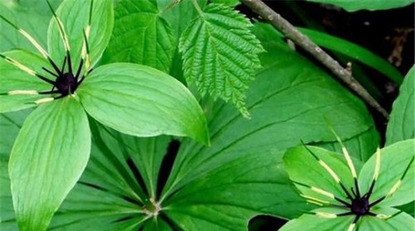 盆栽重楼的种植方法