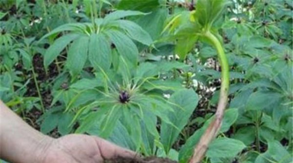 盆栽重楼的种植方法
