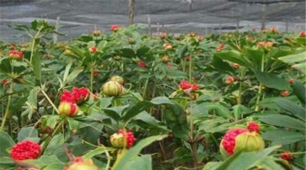 盆栽重楼的种植方法