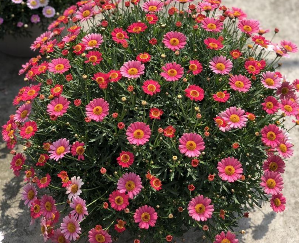 波斯菊怎么种植盆栽
