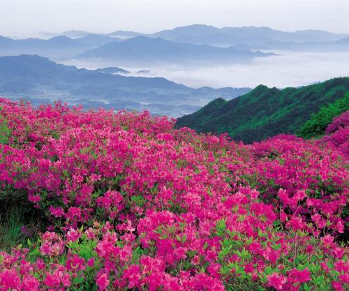 杜鹃盆景怎么养才长得好