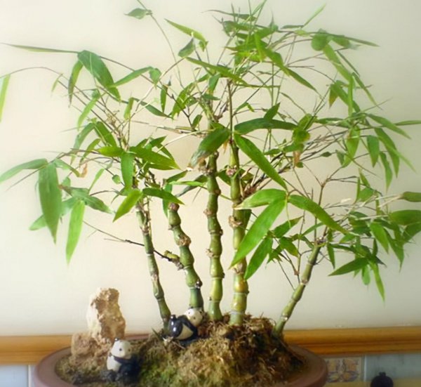 水养竹子有哪些品种