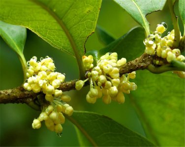 桂花的花语是什么 了解桂花代表的含义