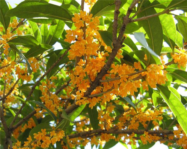 桂花的花语是什么