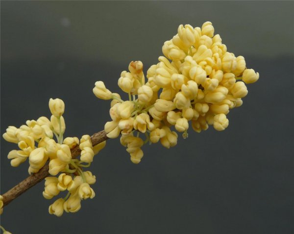 桂花的花语是什么