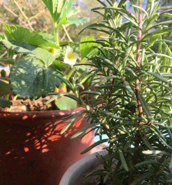 迷迭香盆栽怎么养好