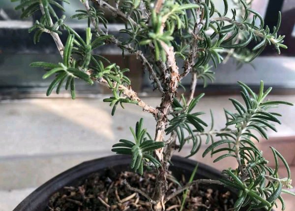 迷迭香盆栽怎么养好