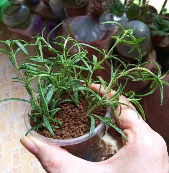 迷迭香盆栽怎么养好
