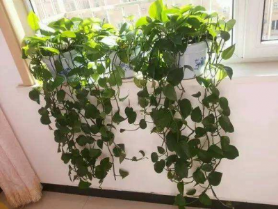 绿萝图片与详细介绍 有关绿萝植物介绍