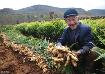 葡萄主要栽培模式有哪些种类 详解葡萄种植技术要点