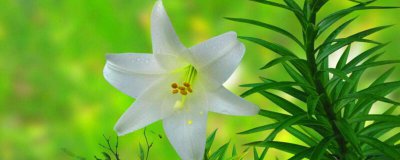 百合花代表什么意思 简述百合花的含义和象征