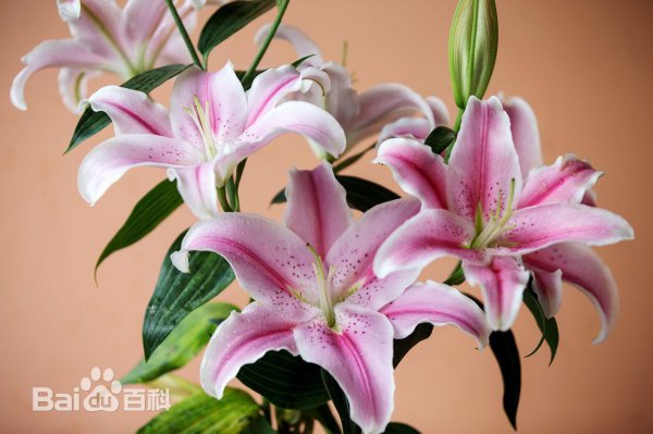 百合花代表什么意思