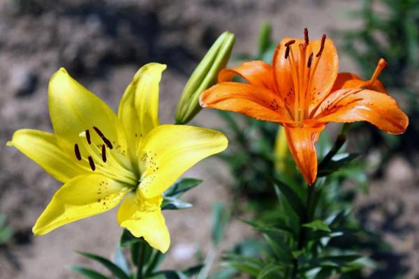 百合花代表什么意思