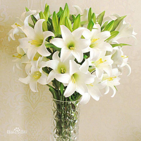 百合花代表什么意思