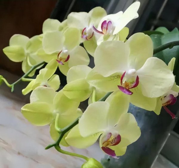 什么品种蝴蝶兰最好养