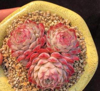 多肉植物怎样繁殖 多肉繁殖的几种方法介绍