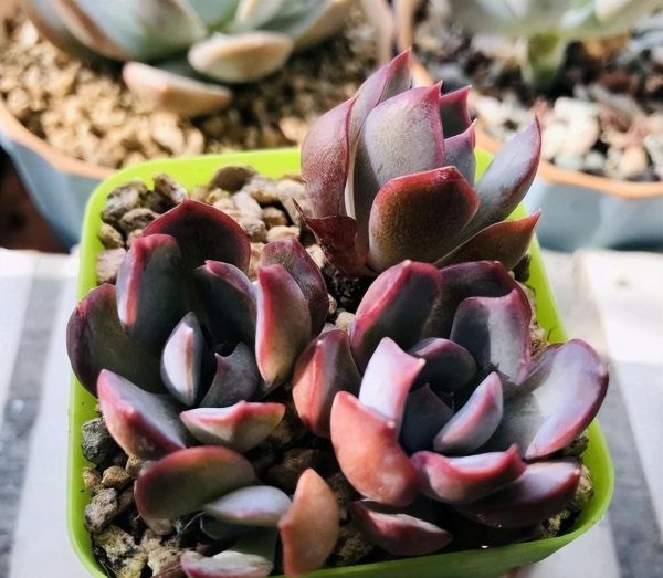 多肉植物怎样繁殖