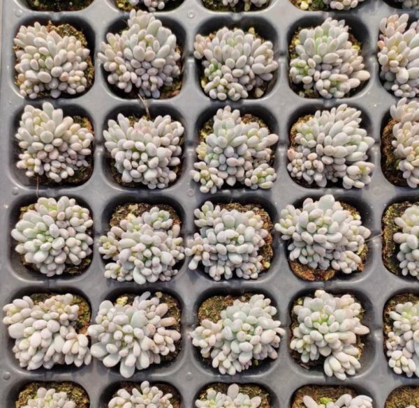 多肉植物怎样繁殖