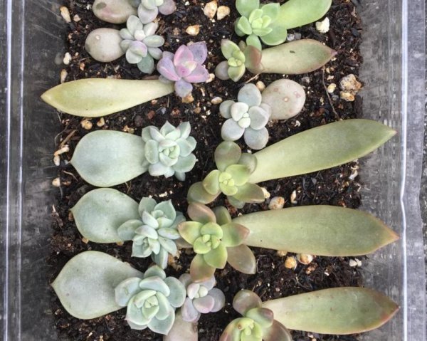 多肉植物怎样繁殖
